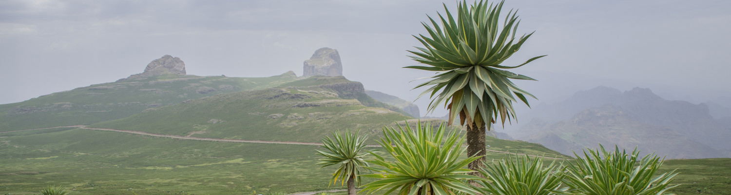 the higest peaks summits ethiopia simien eco tours