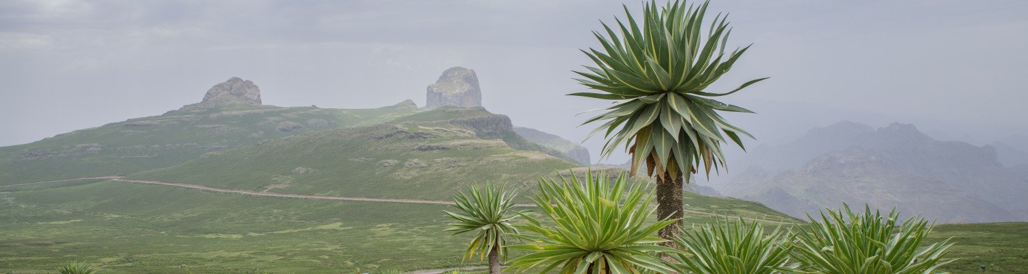the higest peaks summits ethiopia simien eco tours 