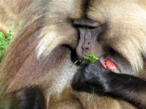 gelada baboon 4 day trek simien mountains