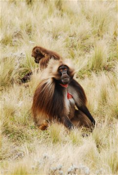 Gelada Baboons in Menz Guassa on a hiking trip to Ethiopia