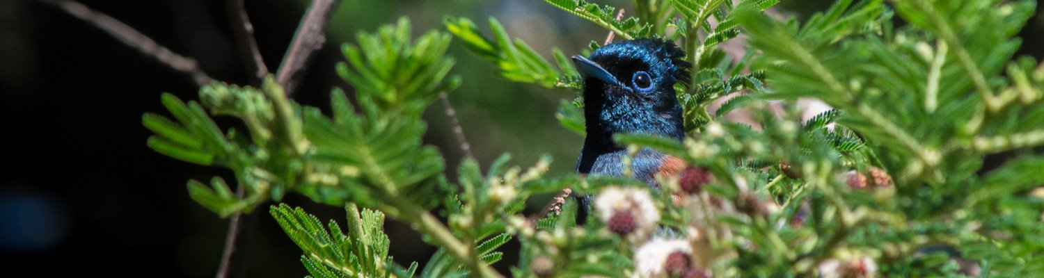 birding tours ethiopia