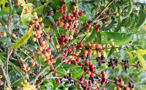 Sidama Region - Where the Coffee Grows