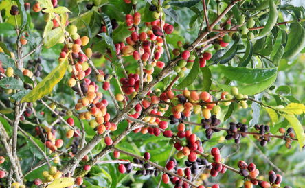 Sidama Region - Where the Coffee Grows