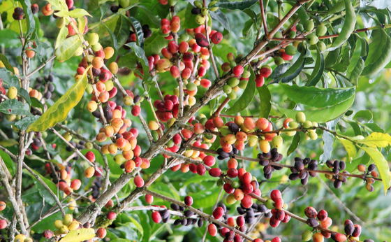 Sidama Region - Where the Coffee Grows