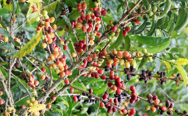 Sisama Coffee Ethiopia Sisama Coffee Ethiopia