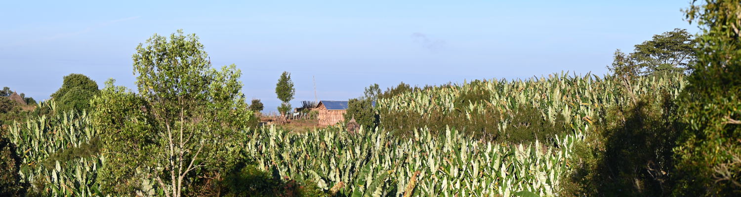 Gurage Landscape with Enset