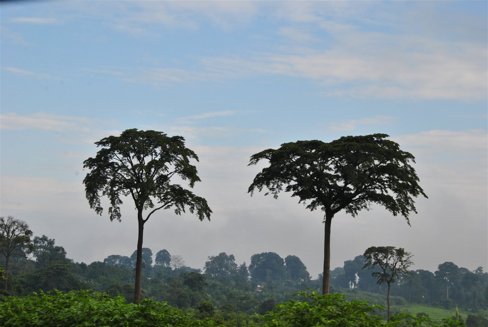 Ethiopian Coffee Region