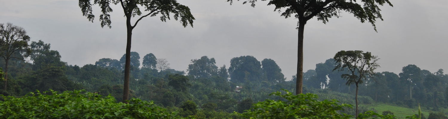 Ethiopian Coffee Region