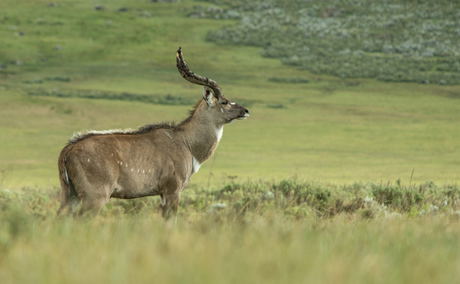 ethiopia safari operator ethiopian nature tours ethiopia safari operator ethiopian nature tours
