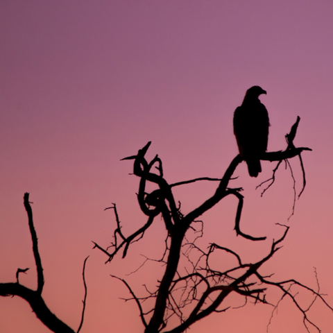 bird watching ethiopia simien eco tours