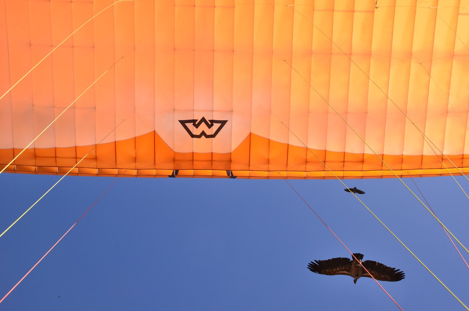 Paragliding in Ethiopia with volture
