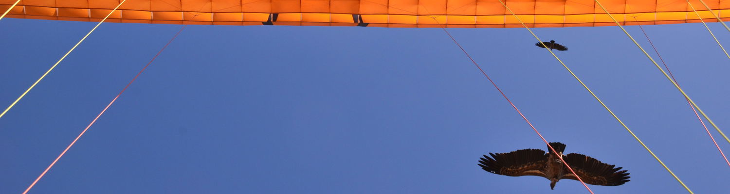 Paragliding in Ethiopia with volture