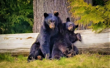 Whistler Bear Tours, Whistler BC - Elevate Vacations Whistler Bear Tours, Whistler BC - Elevate Vacations