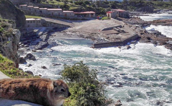 Explore Hermanus