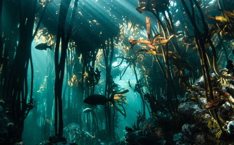 Kelp Forest Magic Kelp Forest Magic
