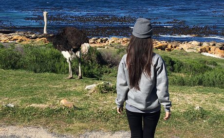 Winter in Cape Town, travel, animals, ostrich, explore, covid, beach, ocean,