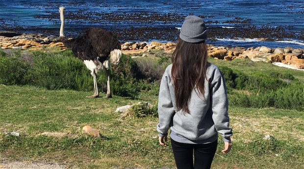 Winter in Cape Town, travel, animals, ostrich, explore, covid, beach, ocean,