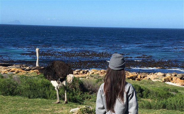 Winter in Cape Town, travel, animals, ostrich, explore, covid, beach, ocean,