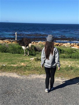 Winter in Cape Town, travel, animals, ostrich, explore, covid, beach, ocean,