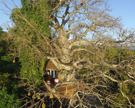 Chole Mjini Treehouse Lodge dating from 1994