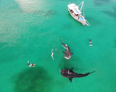 Kitu Kiblu and Whale shark encounters in the Mafia channel