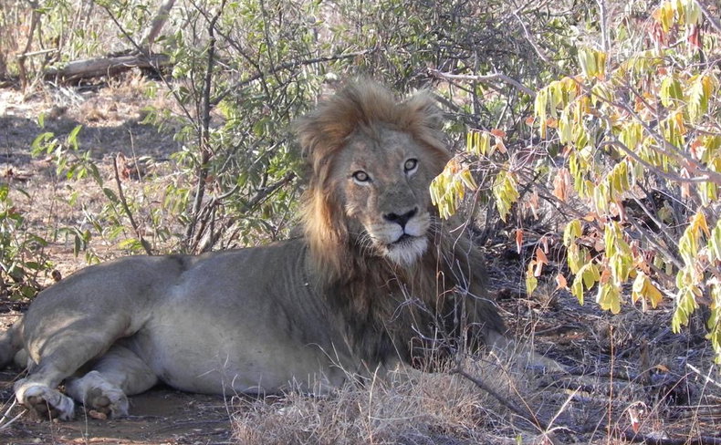 Duma the male lion lying in the shade