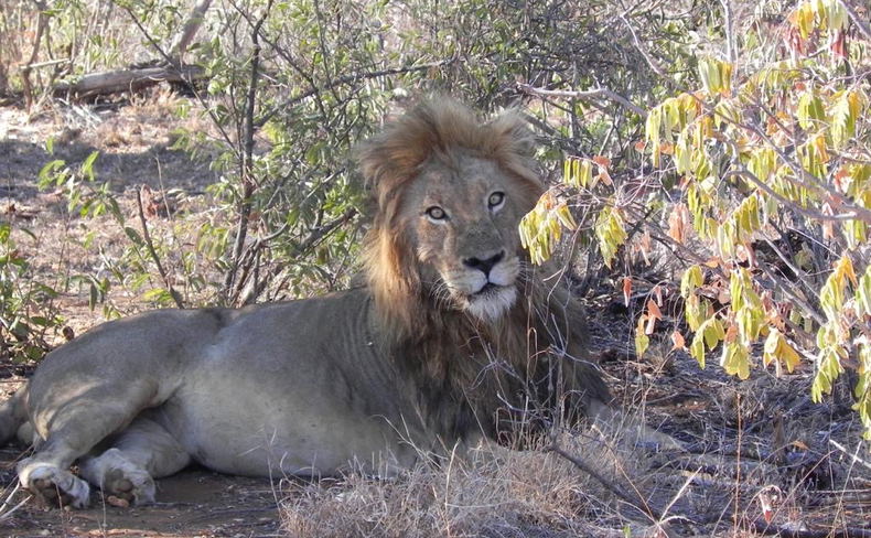 Duma the male lion lying in the shade Duma the male lion lying in the shade