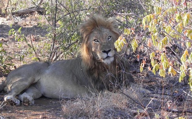 Duma the male lion lying in the shade Duma the male lion lying in the shade