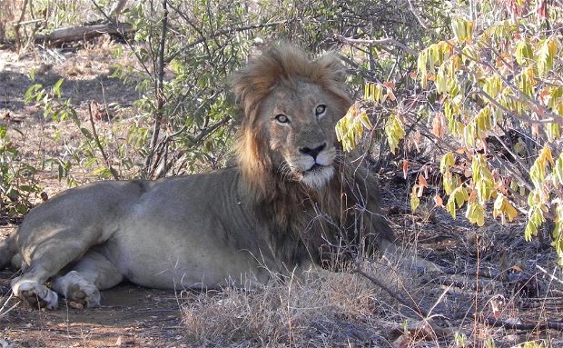 Duma the male lion lying in the shade