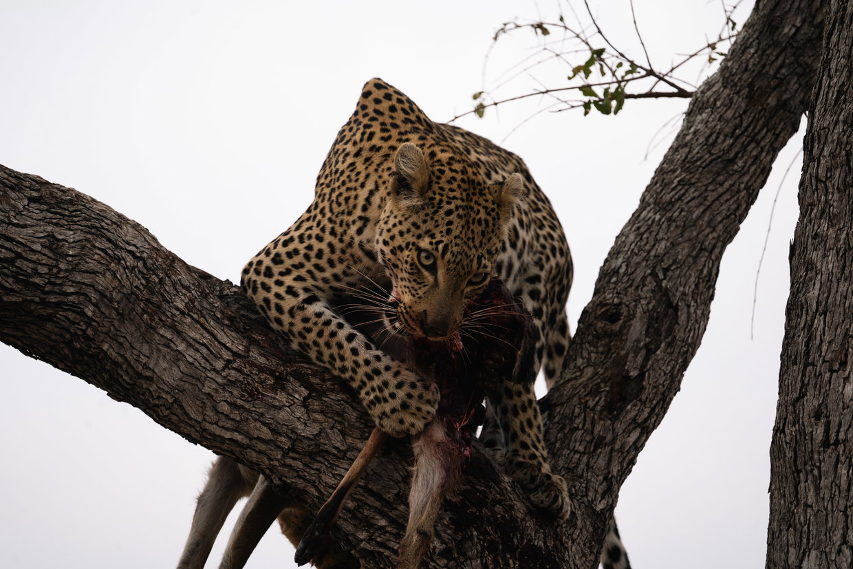 Credit Ivana Maarschalk