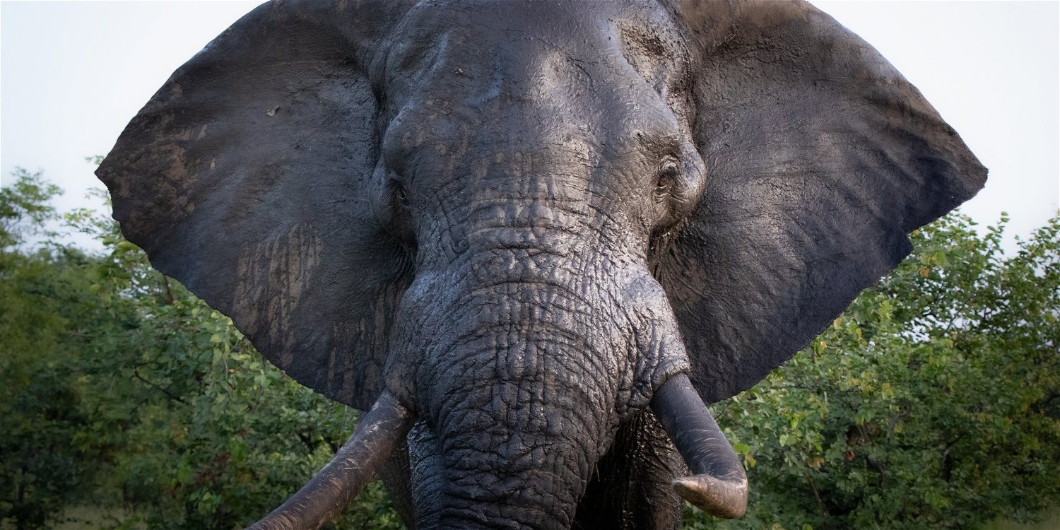 Close up of a huge elephant bull head