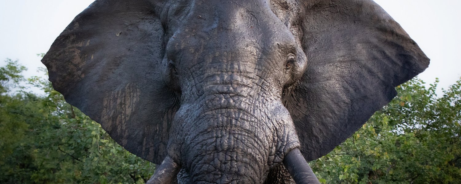 Close up of a huge elephant bull head