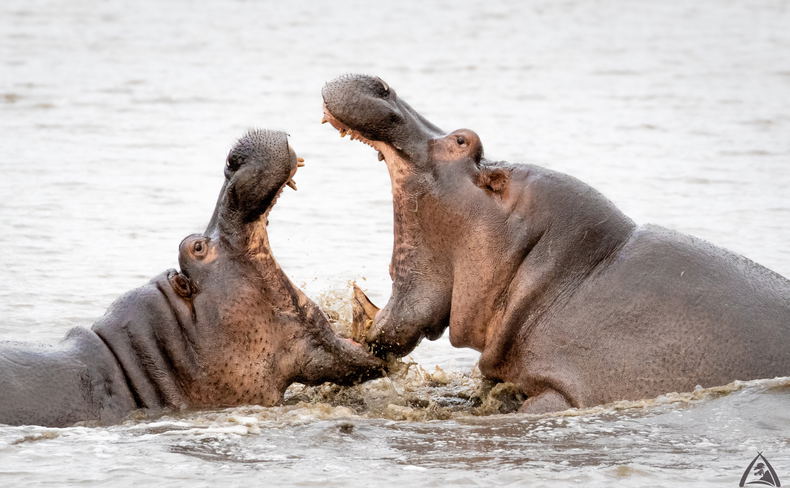 hippo fighting hippo fighting