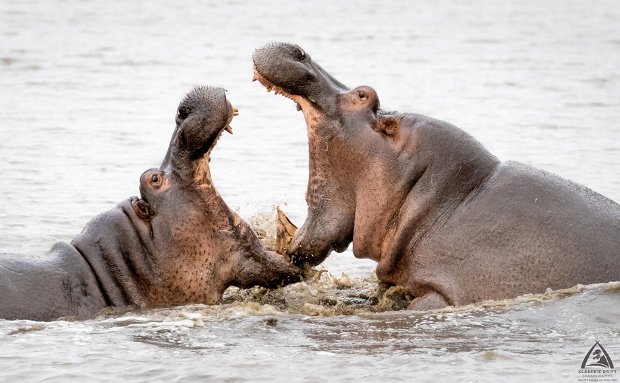 hippo fighting