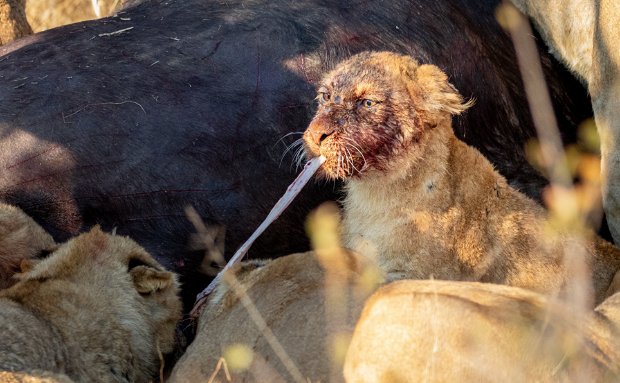 lion cub with buffalo kill