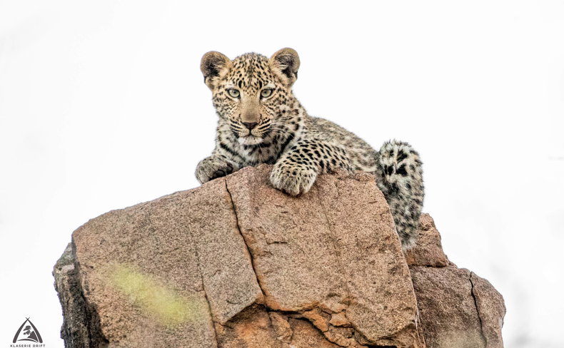 leopard cub on a rock