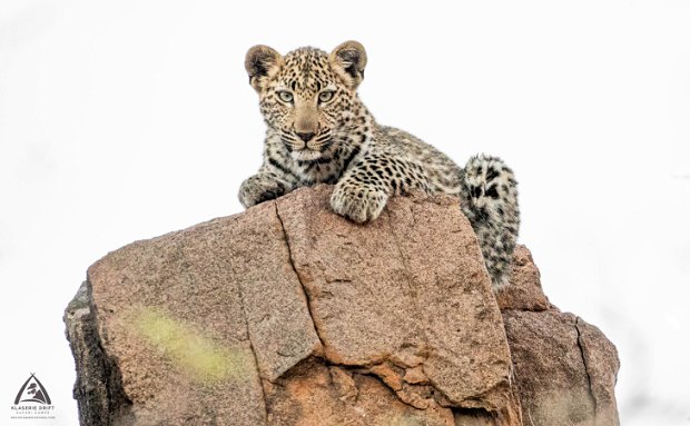 leopard cub on a rock leopard cub on a rock