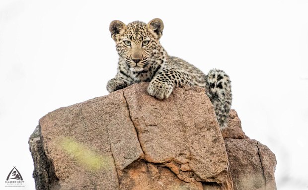 leopard cub on a rock