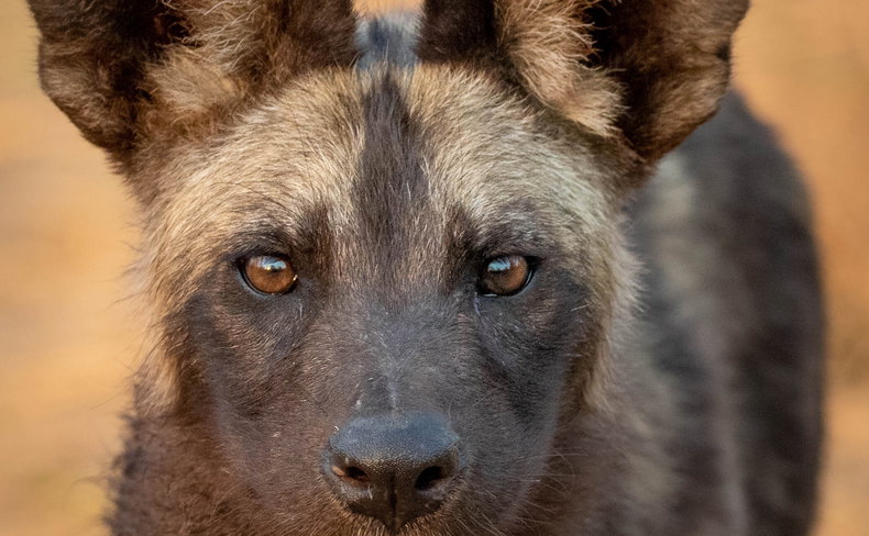 African wild dog pup