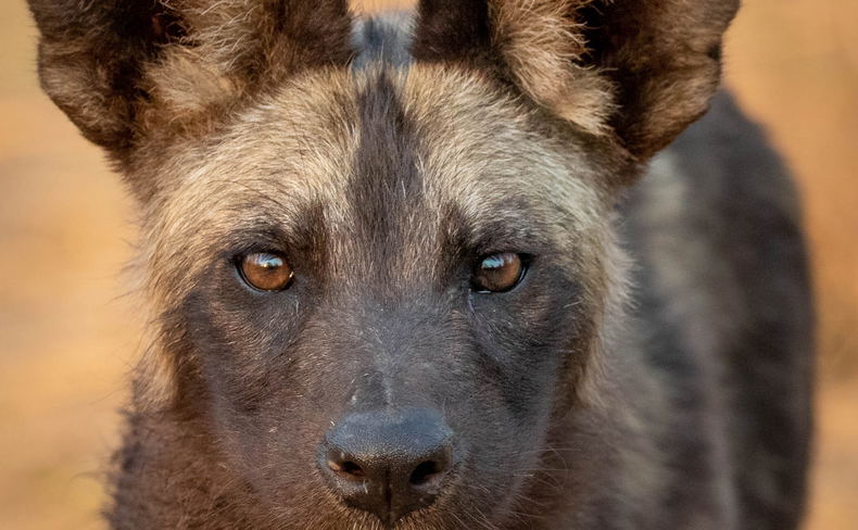 African wild dog pup African wild dog pup