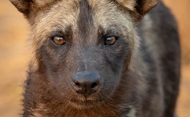 African wild dog pup African wild dog pup