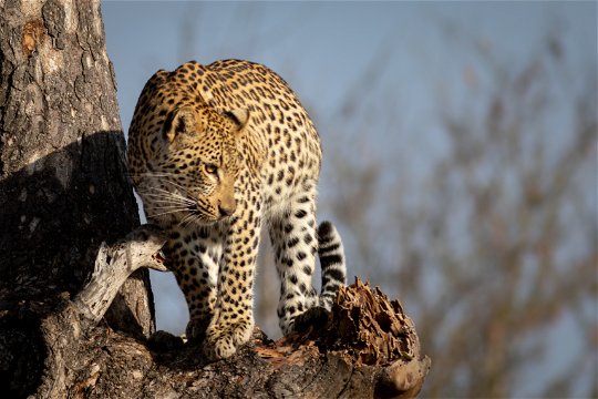 A leopard in a tree searching for prey