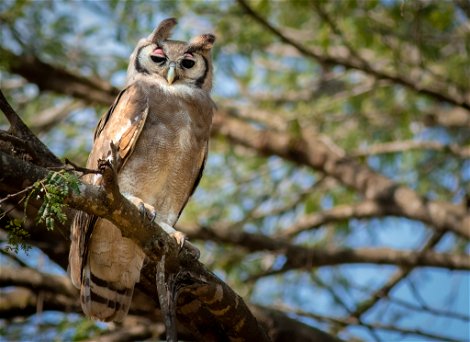 Verreauxs eagle owl in the daytime on a branch on a specialist birding safari at Klaserie Drift