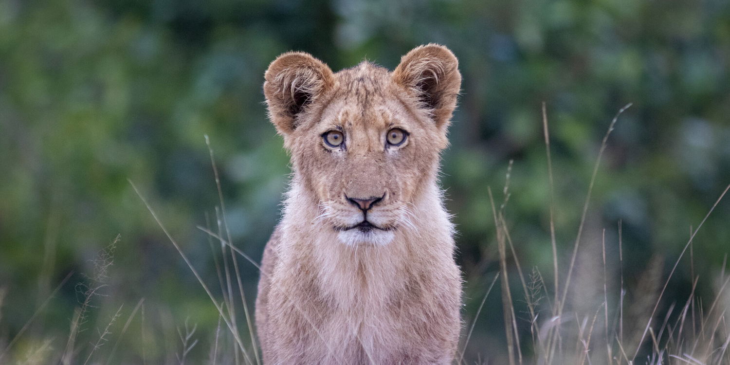 Lion cub staring at the camera