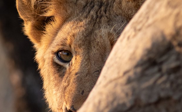 Win a luxury 3 night safari for two Win a luxury 3 night safari for two