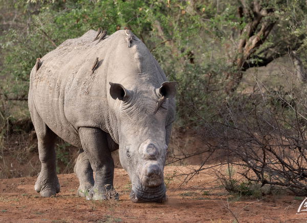 A dehorned rhino A dehorned rhino