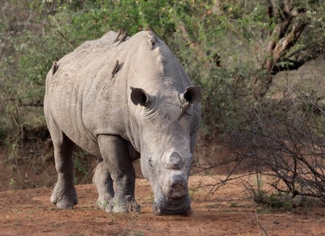A dehorned rhino A dehorned rhino