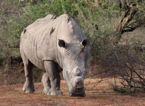 A dehorned rhino A dehorned rhino
