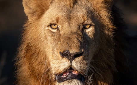 male lion male lion