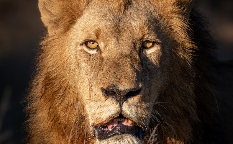 male lion